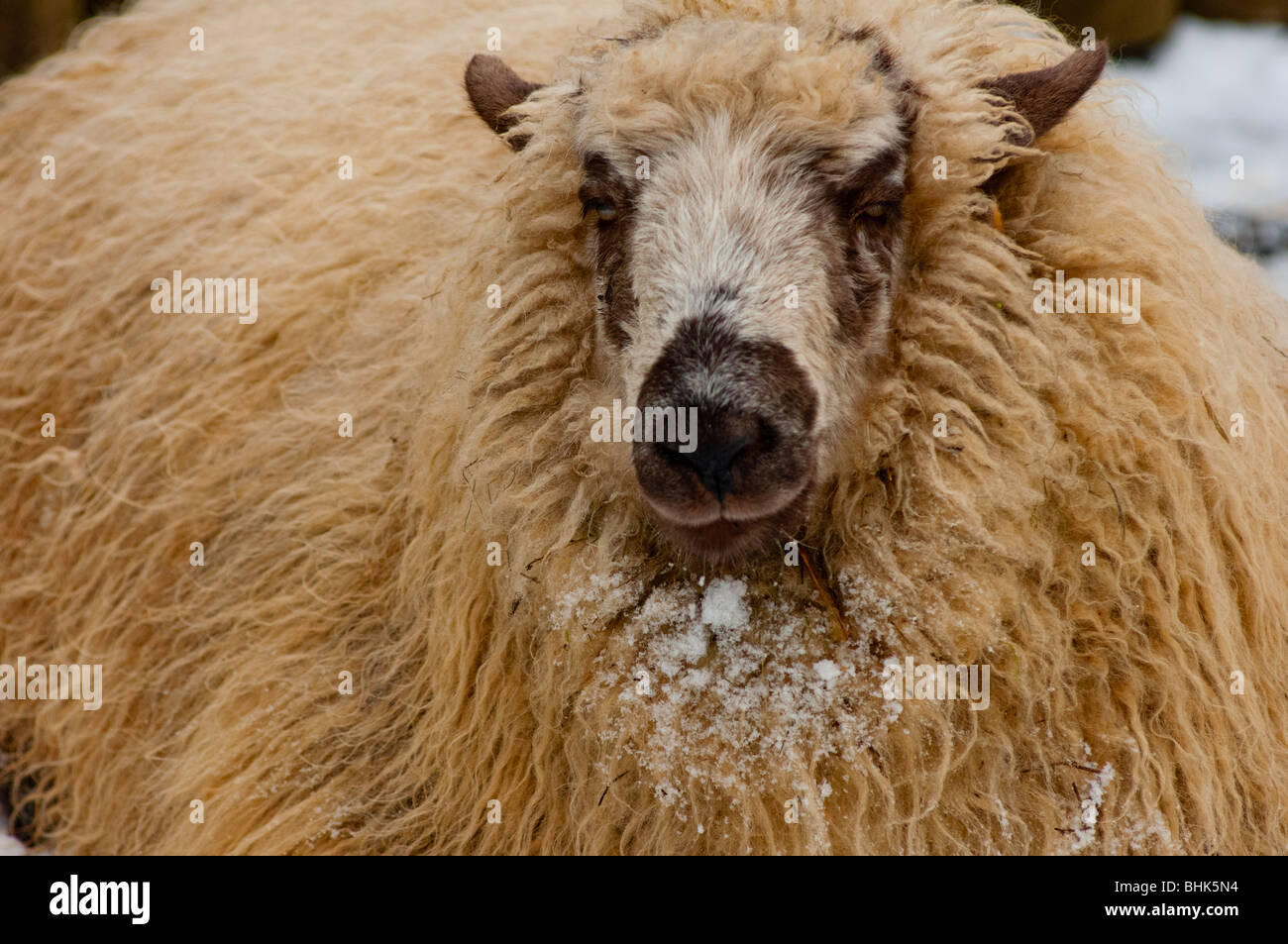 Big woolly sheep Stock Photo