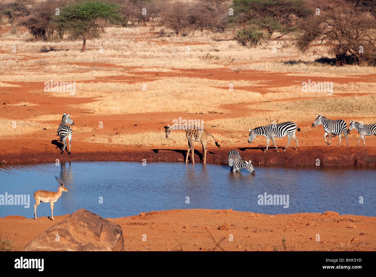 animals at driking place at Nature reserve Tsavo West in Kenya Stock Photo  - Alamy