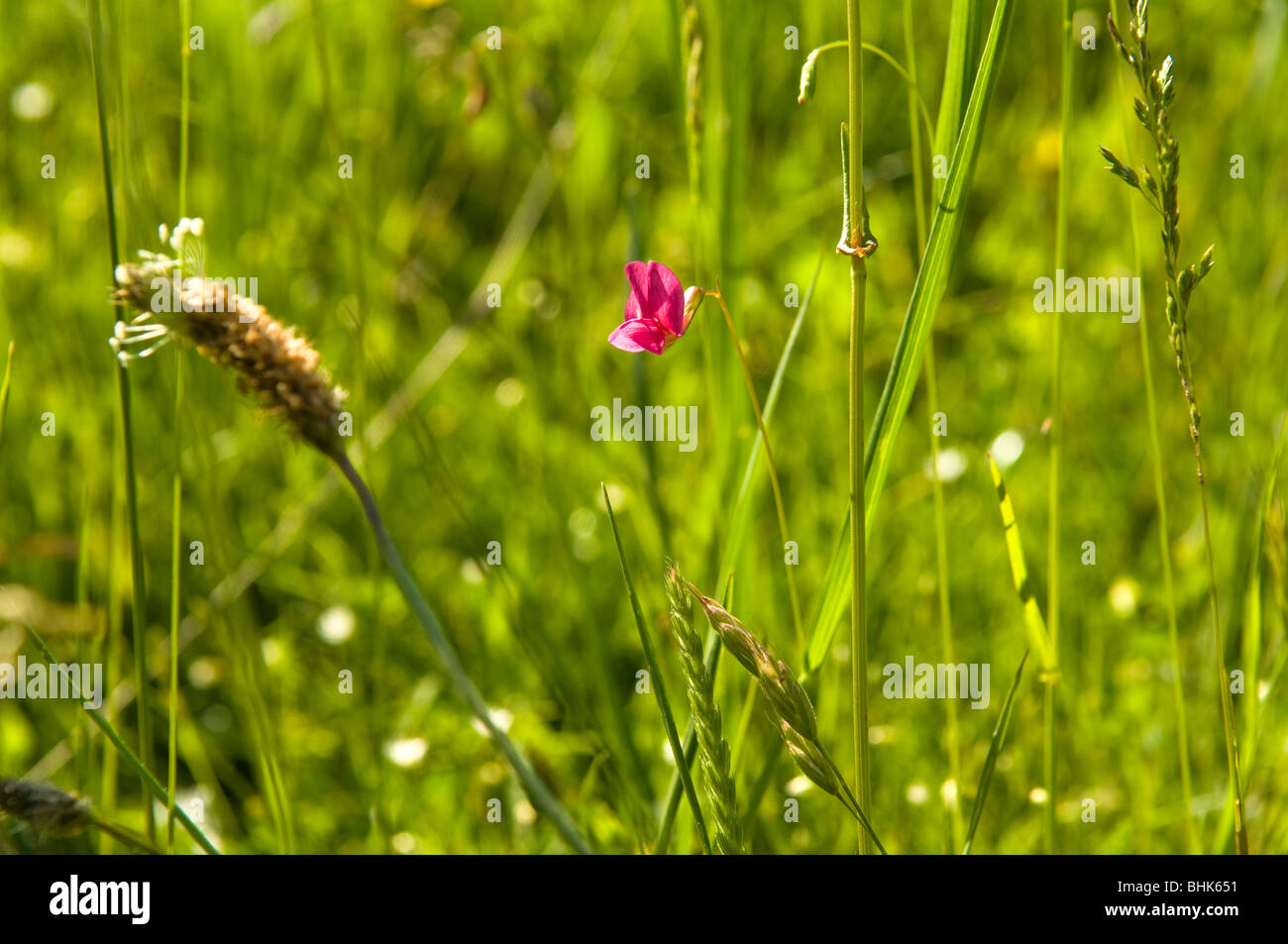 Lesser Snapdragon (Misopates orontium) growing in a grassy meadow Stock Photo