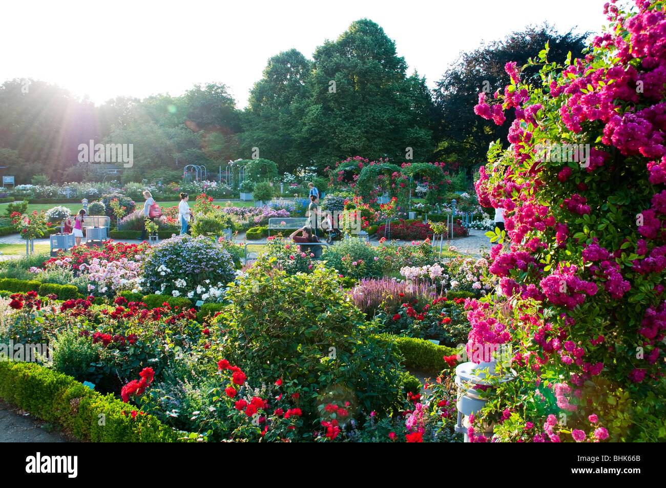 Rosengarten, Planten un Blomen, Hamburg, Deutschland | rose garden, Planten un Blomen, Hamburg, Germany Stock Photo