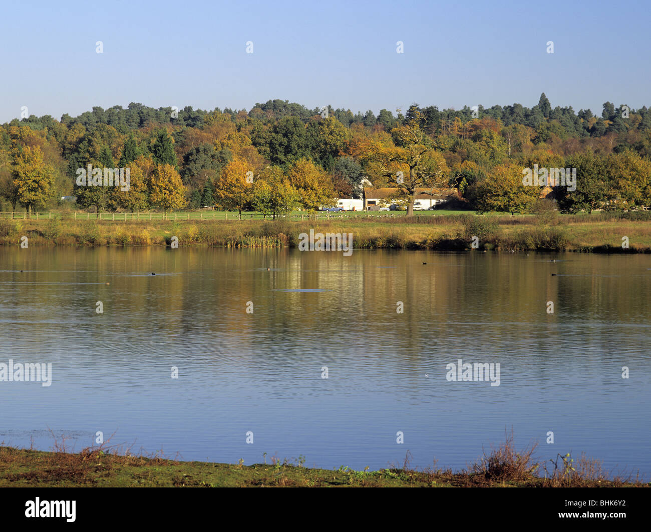 Finchampstead Berkshire England UK. View across Colebrook Lake North in Moor Green Lakes Nature Reserve to Finchampstead Ridges Stock Photo