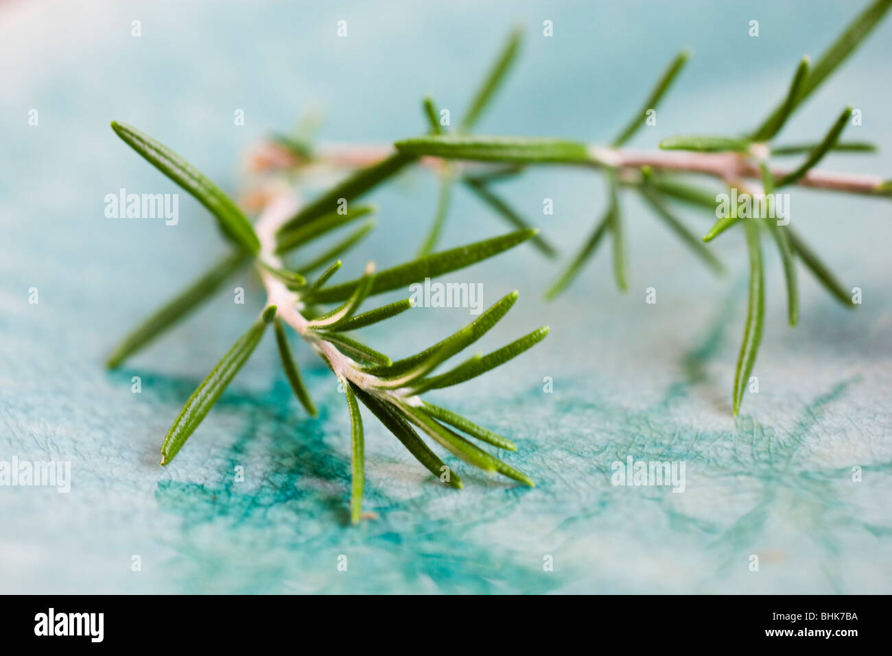 Rosemary Sprig Rosmarinus Officinalis High Resolution Stock Photography