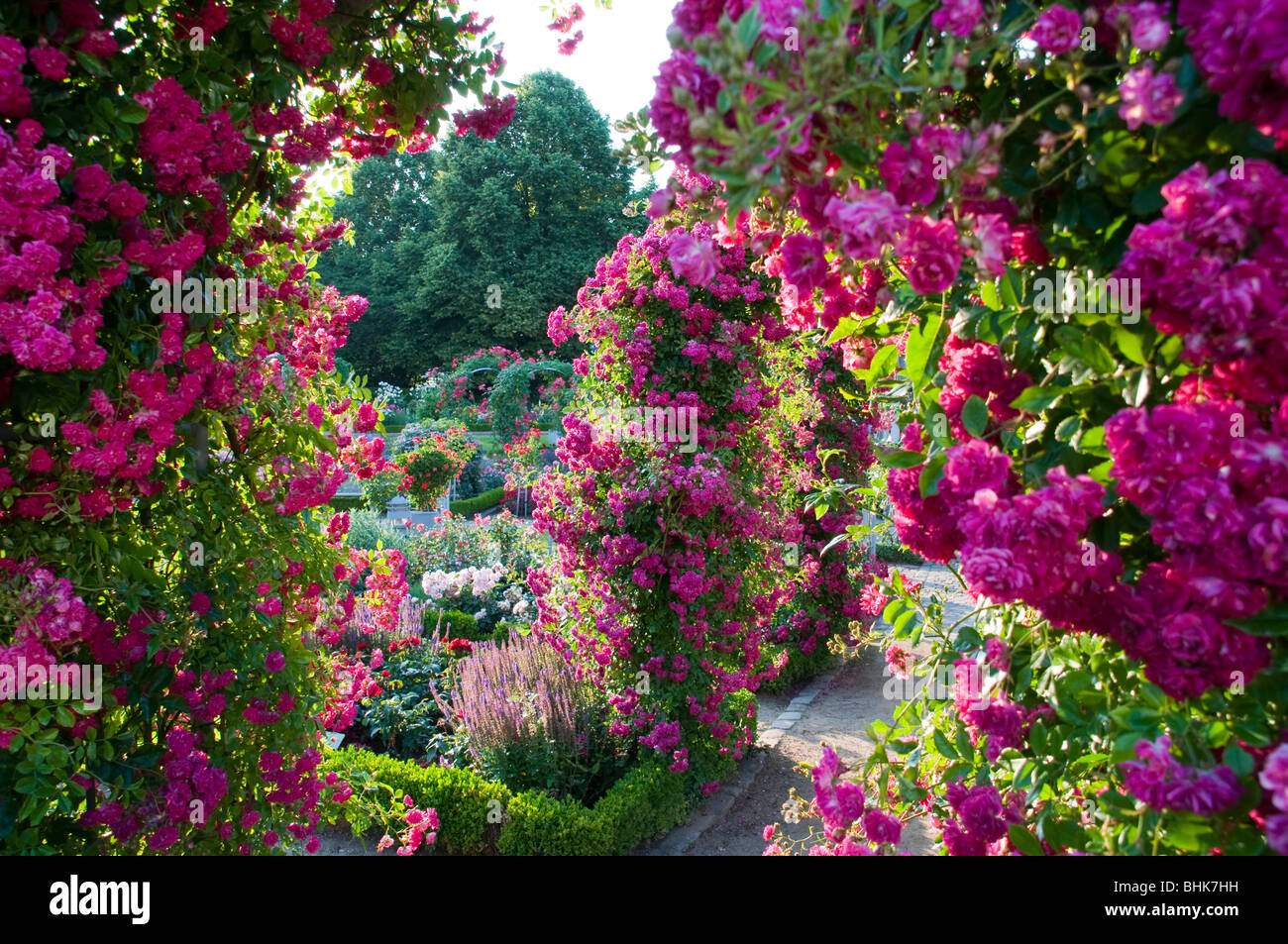 Rosengarten, Planten un Blomen, Hamburg, Deutschland rose garden