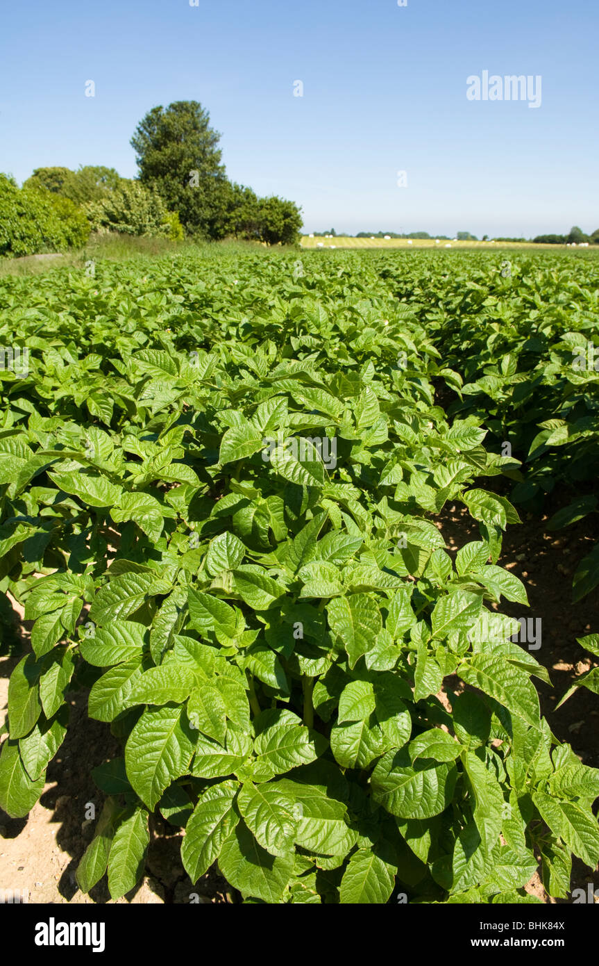 Field of potatoes (Solanum tuberosum) growing in the Kent countryside Stock Photo