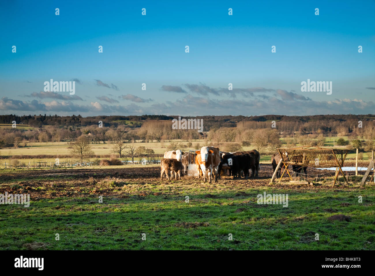 Cattle feeding overlooking the Kennet Valley, Aldermaston, Berkshire, Uk Stock Photo