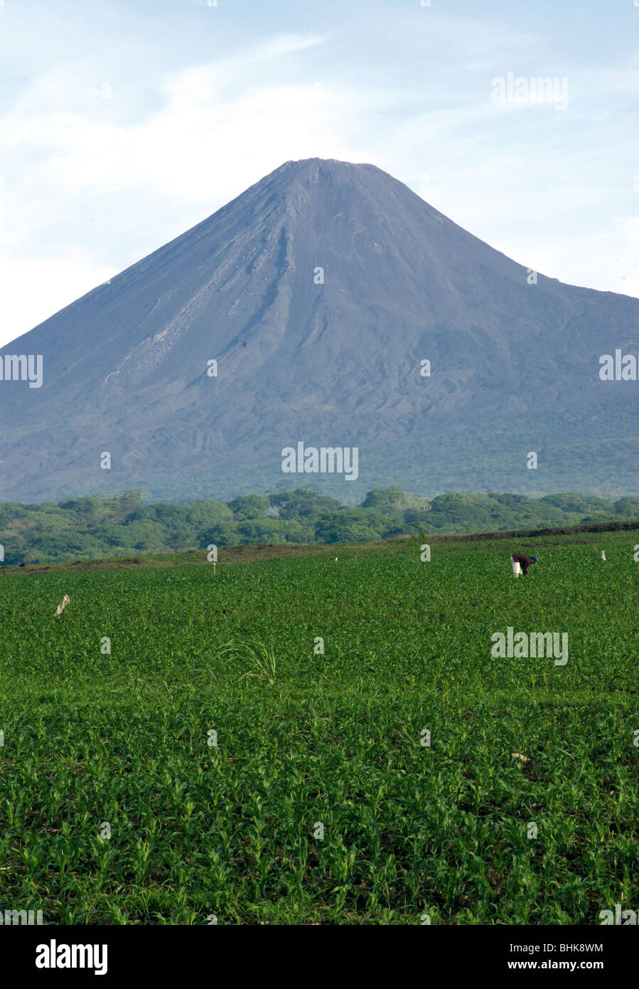 El Salvador. Agricultural landscape. Corn field. Volcano Izalco Stock