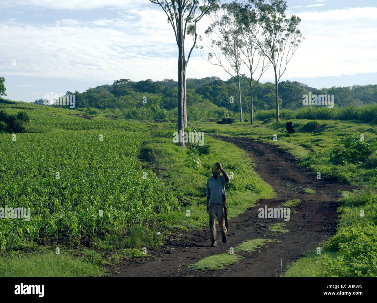 El Salvador. Agricultural landscape of the Zone Central. Stock Photo