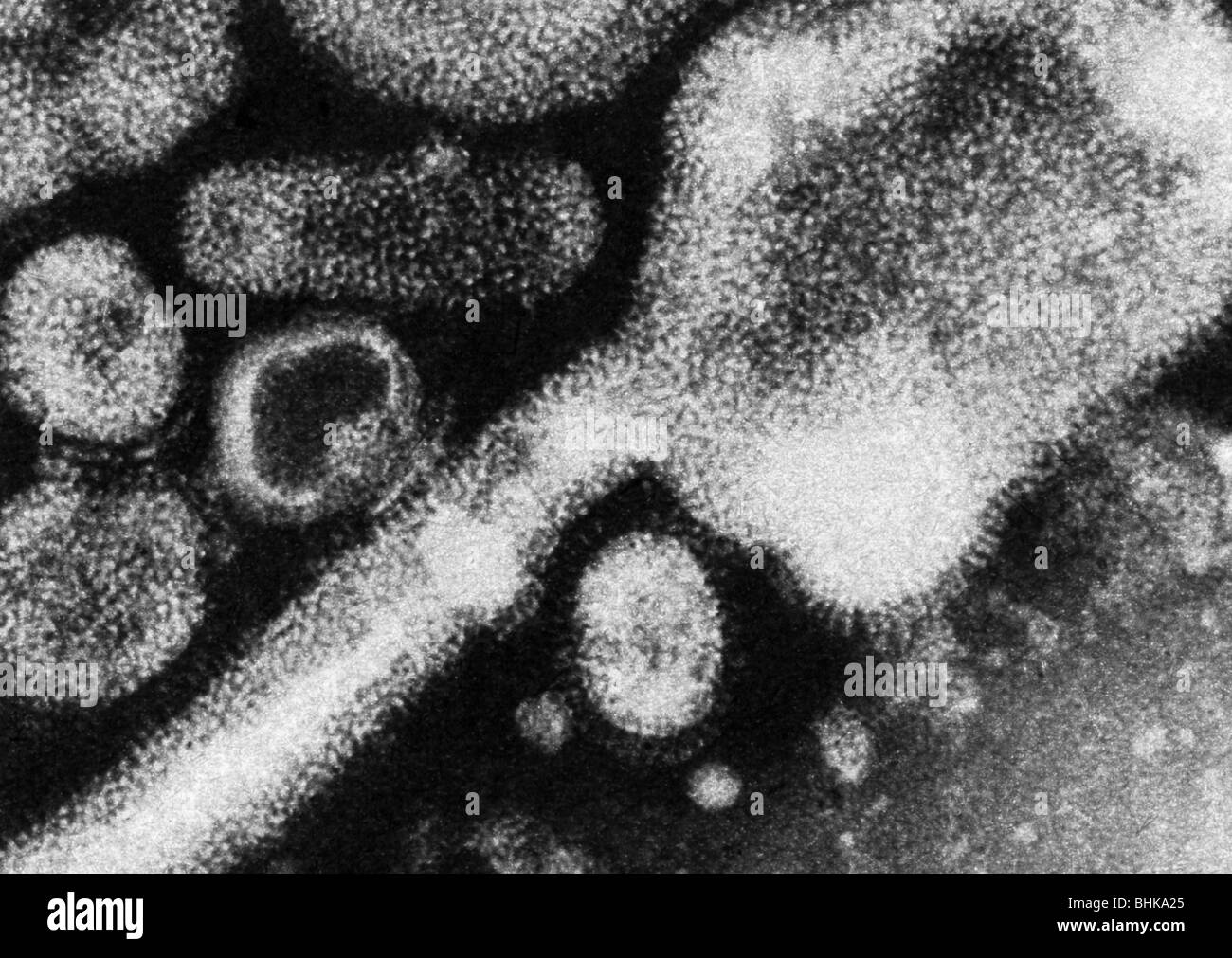 medicine, disease, influenza, Hong Kong Flu, 1968 - 1969, the virus, magnified 170.000 times, pandemic, epidemic, epidemics pandemics, pathogen, pathogenic germ, agent, pathogens, germs, agents, viruses, historic, historical, diseases, Influenza A/H3N2, 20th century, 1960s, Stock Photo