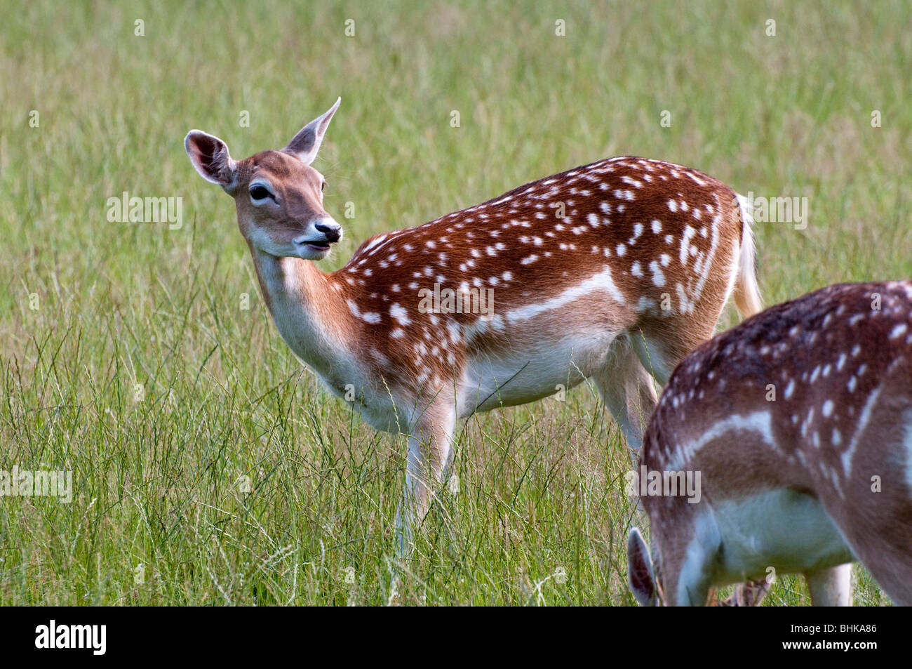 Wild, Hirschpark in Nienstedten, Hamburg, Deutschland | game ...