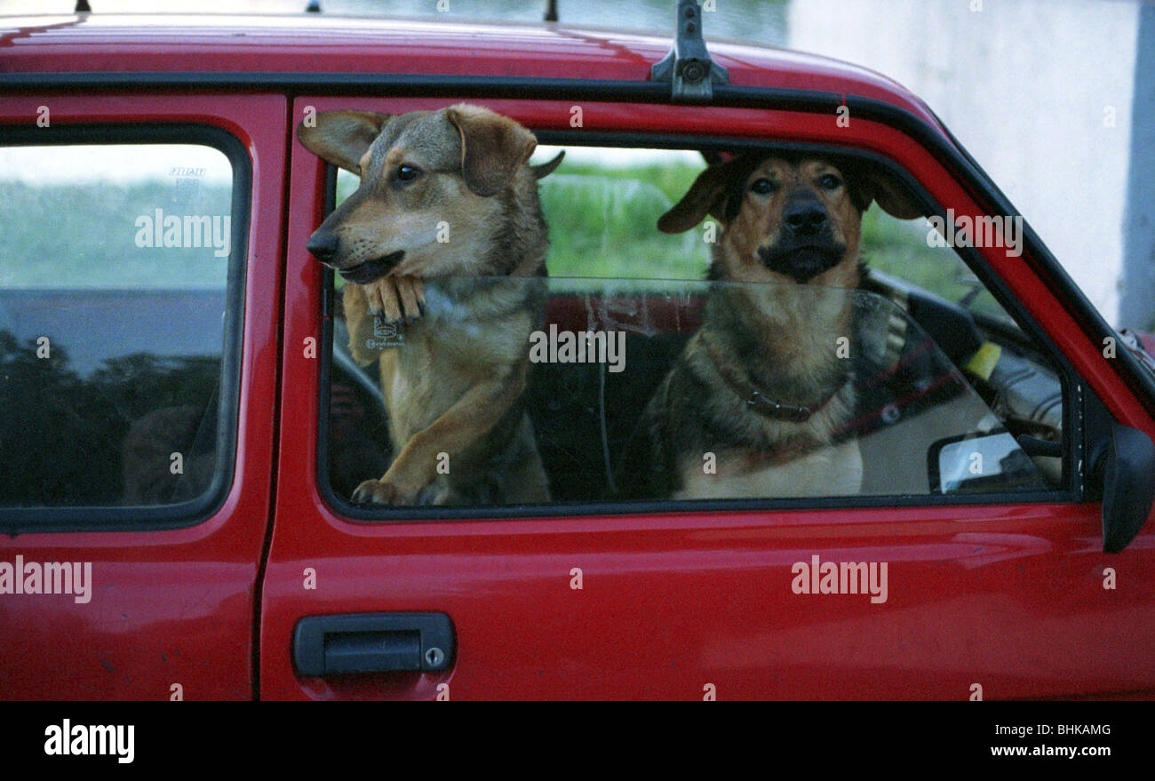 Two dogs in a parked car Stock Photo Alamy