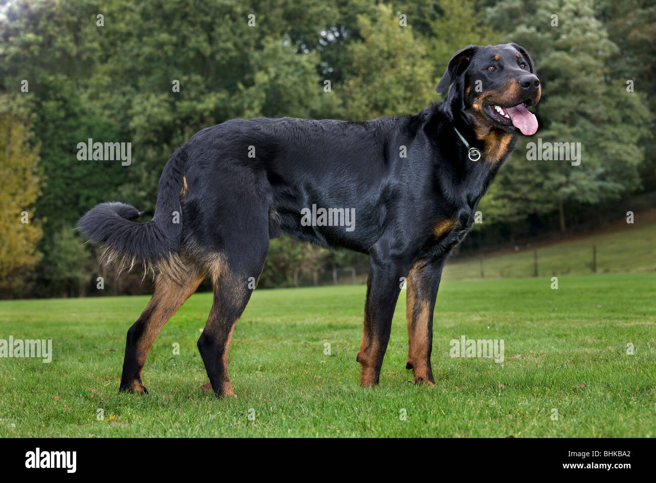 Beauceron dog / Berger de Beauce / Bas Rouge (Canis lupus familiaris) in garden Stock Photo