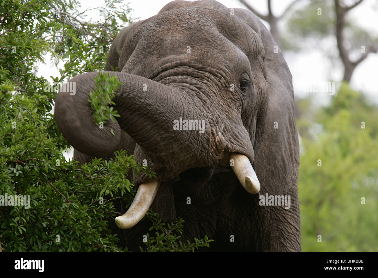 A wild male bull Elephant in the South African Bush or Bulshveld Stock Photo