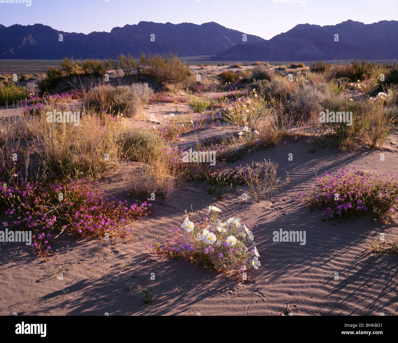 ARIZONA Dune primrose and sand verbena blooming at Mohawk Dunes in