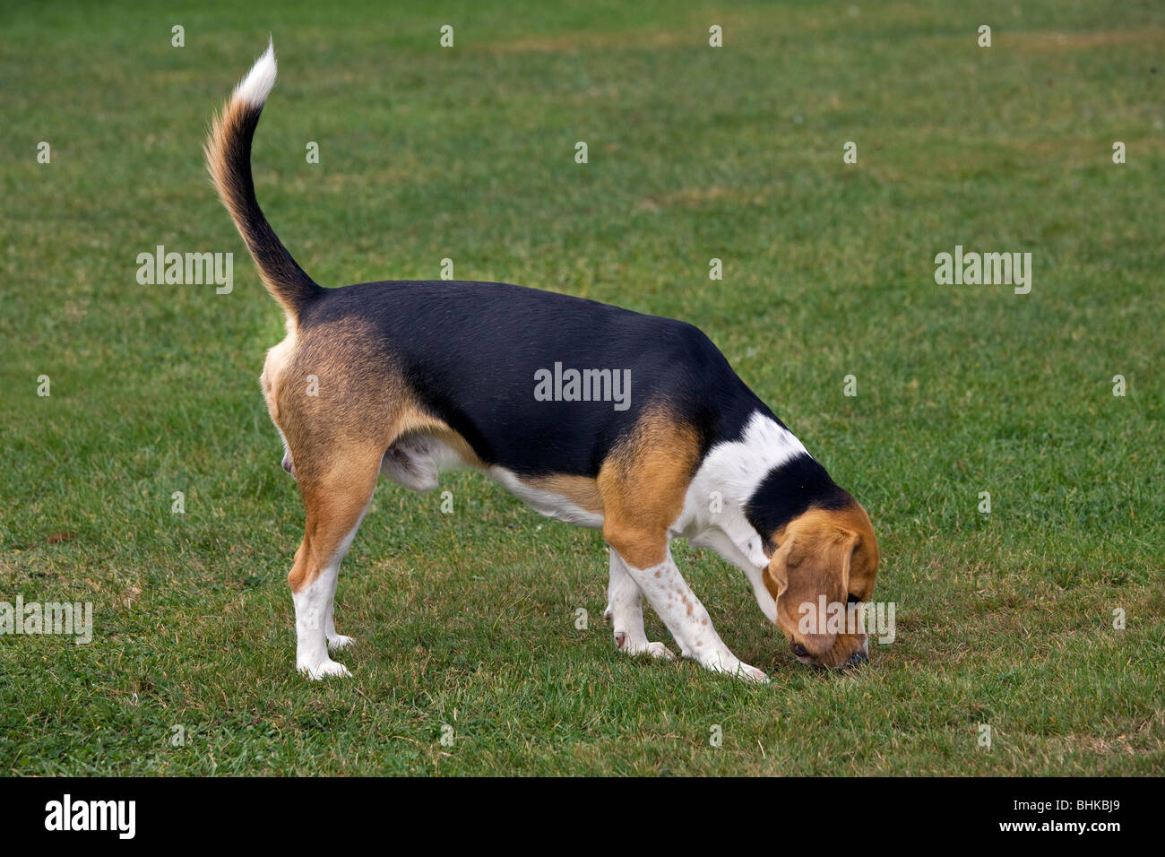 Beagle dog (Canis lupus familiaris) sniffing in garden Stock Photo