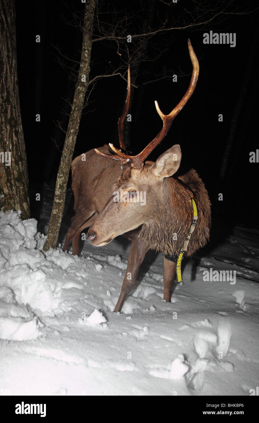radiocollared stag male red deer in winter in Slovenia Stock Photo
