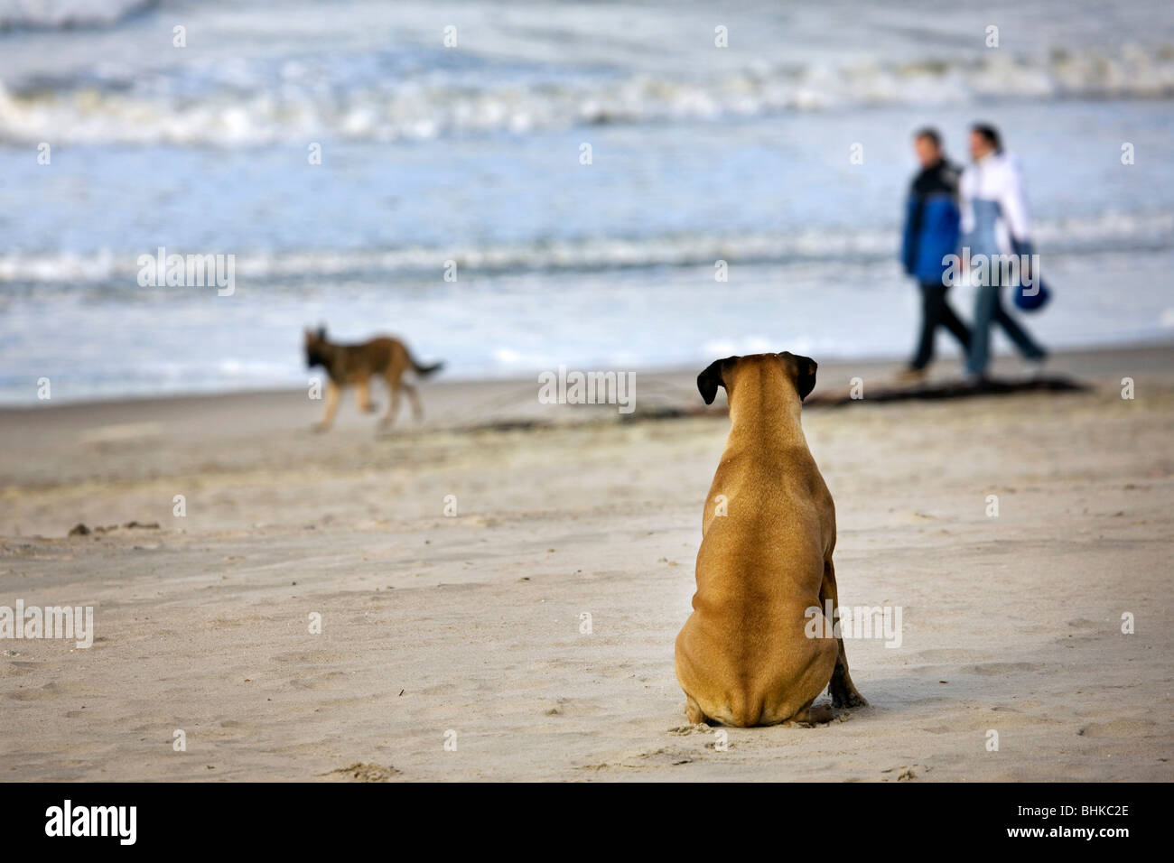 Boxer (Canis lupus familiaris) sitting in the sand watching other dog and people passing by on the beach Stock Photo