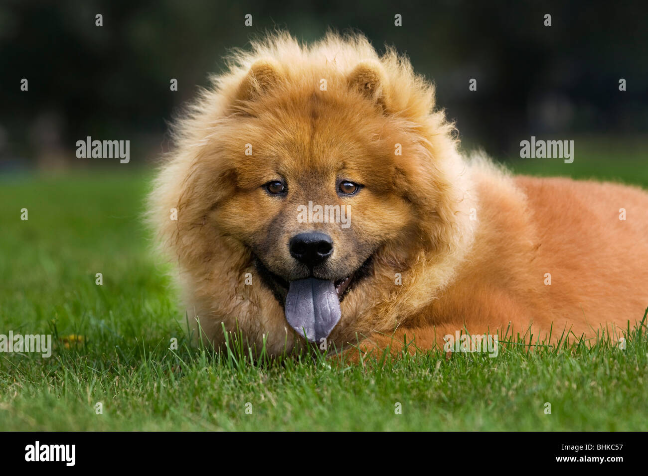 Chow Chow dog (Canis lupus familiaris) lying in garden Stock Photo