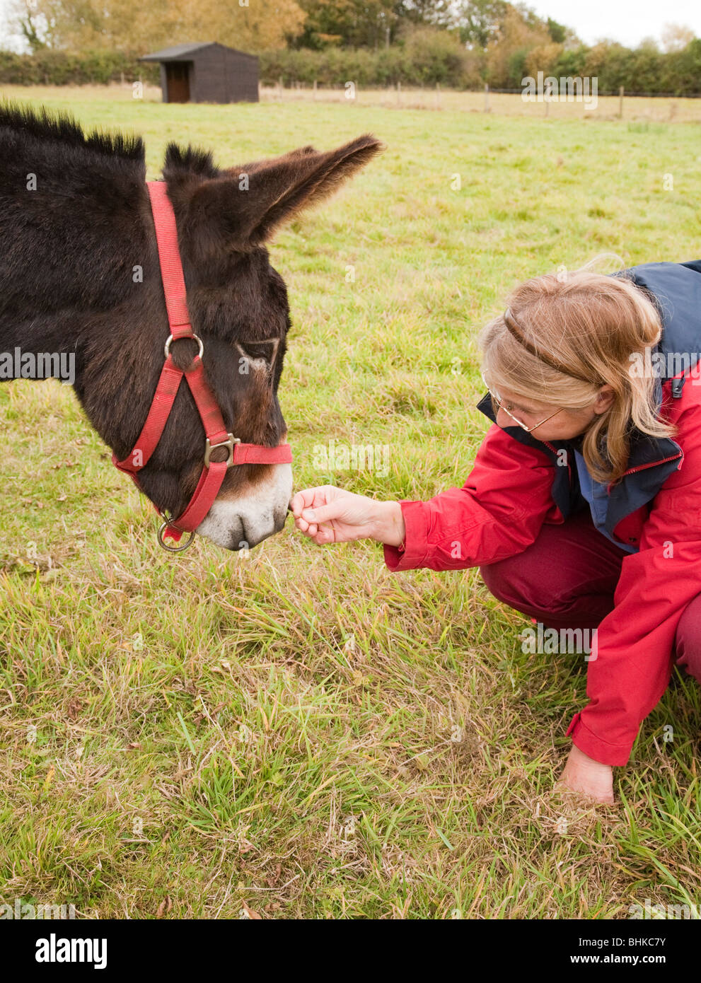 A brown donkey in a paddock making friends with a lady Stock Photo