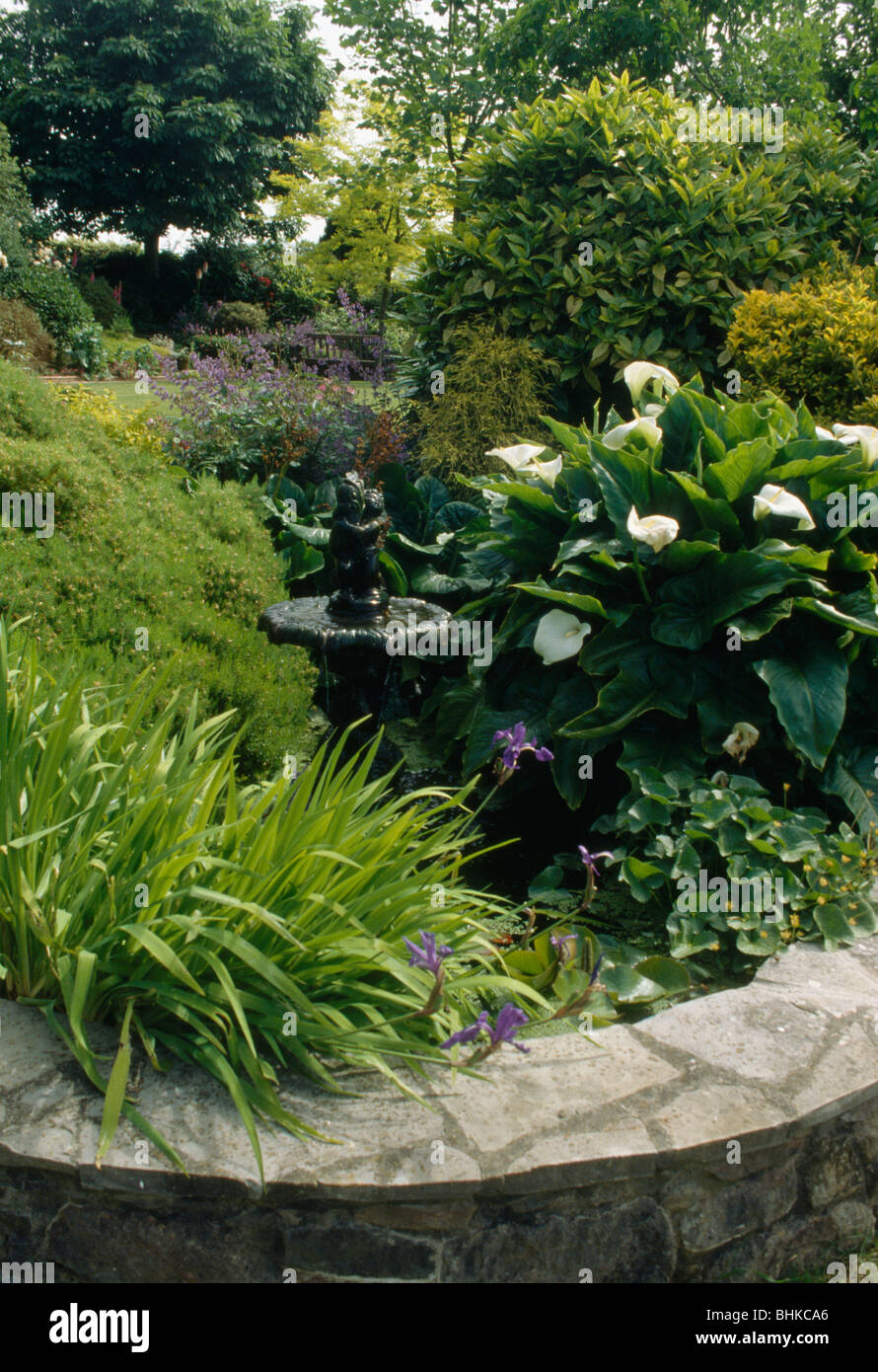 White arum lilies growing beside stoneedged formal pond in large