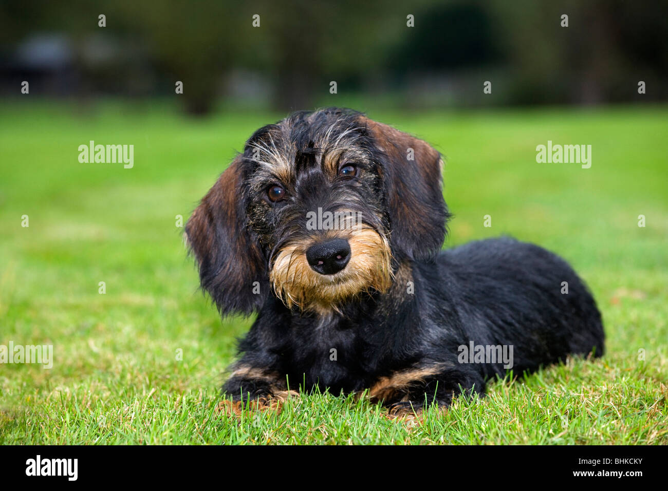 Wire-haired / Wirehaired Dachshund (Canis lupus familiaris) pup lying on lawn in garden Stock Photo