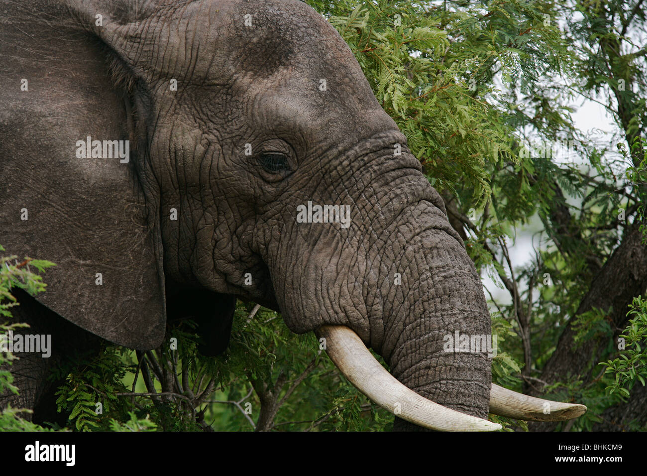 A wild male African, bull Elephant in the South African Bush or Bulshveld Stock Photo