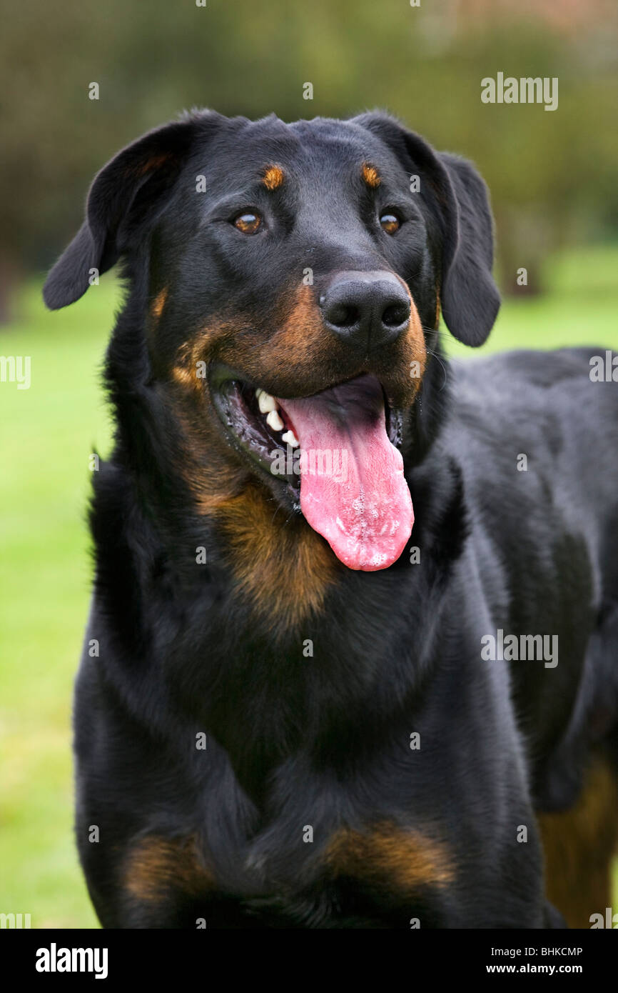 Beauceron dog / Berger de Beauce / Bas Rouge (Canis lupus familiaris) in garden Stock Photo