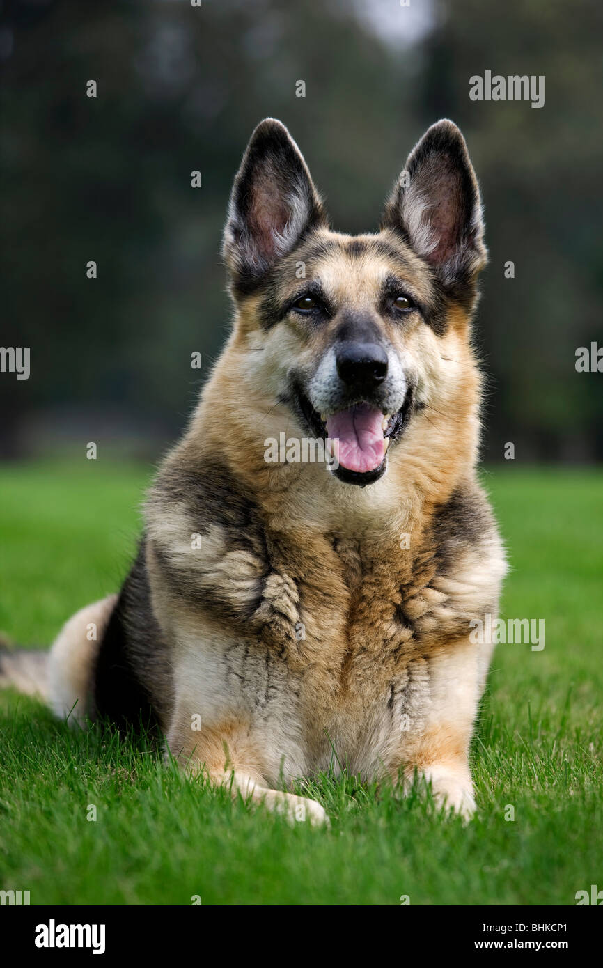 Alsation / German Shepherd dog (Canis lupus familiaris) lying on lawn in garden Stock Photo Alamy