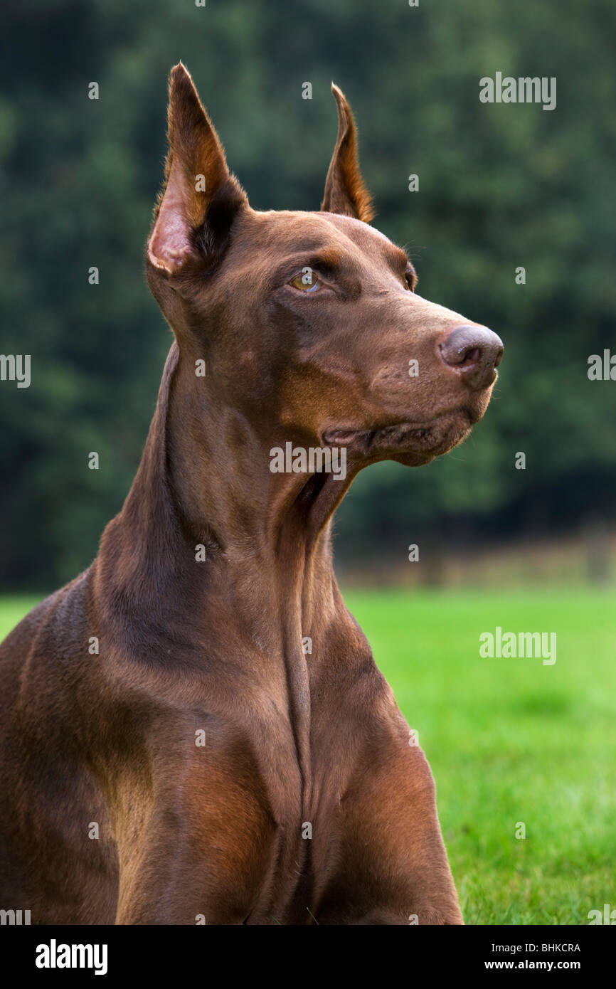 Doberman Pinscher / Pincher / Dobermann (Canis lupus familiaris) in garden Stock Photo