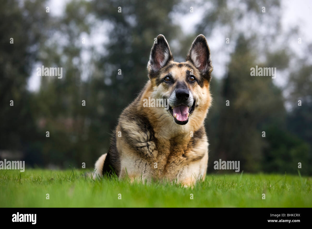 Alsation / German Shepherd dog (Canis lupus familiaris) lying on lawn in garden Stock Photo Alamy