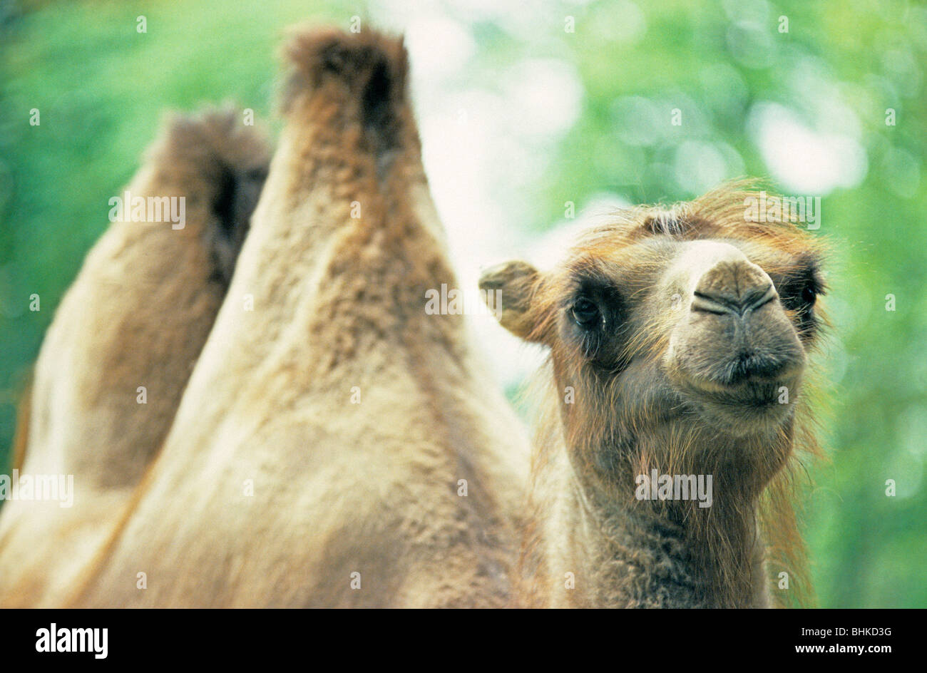 portrait of a Bactrian camel (Camelus bactrianus) in a zoo Stock Photo ...