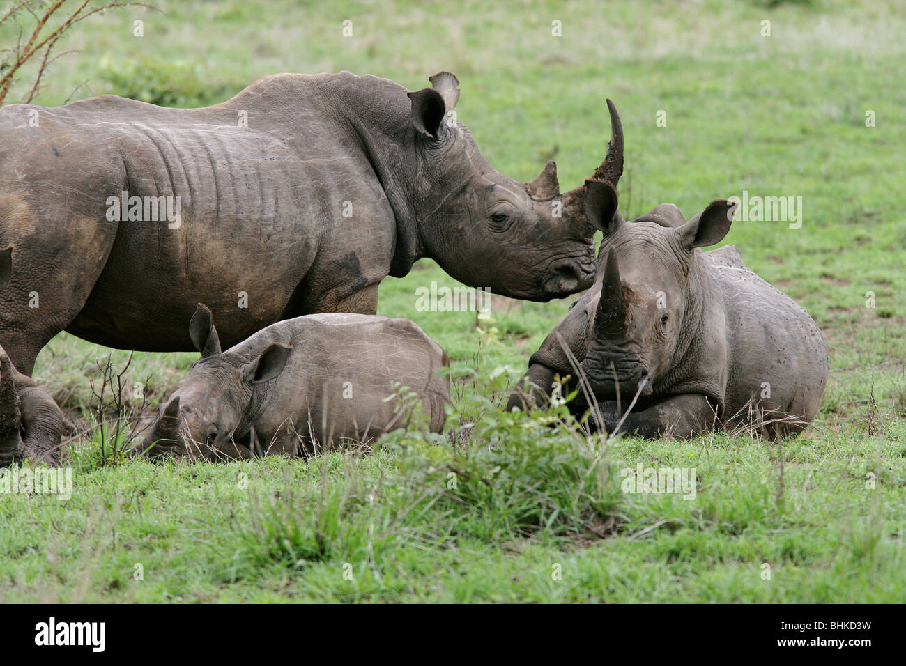 A wild Rhino and two young Rhinos grazing on the plains of South Africa Stock Photo