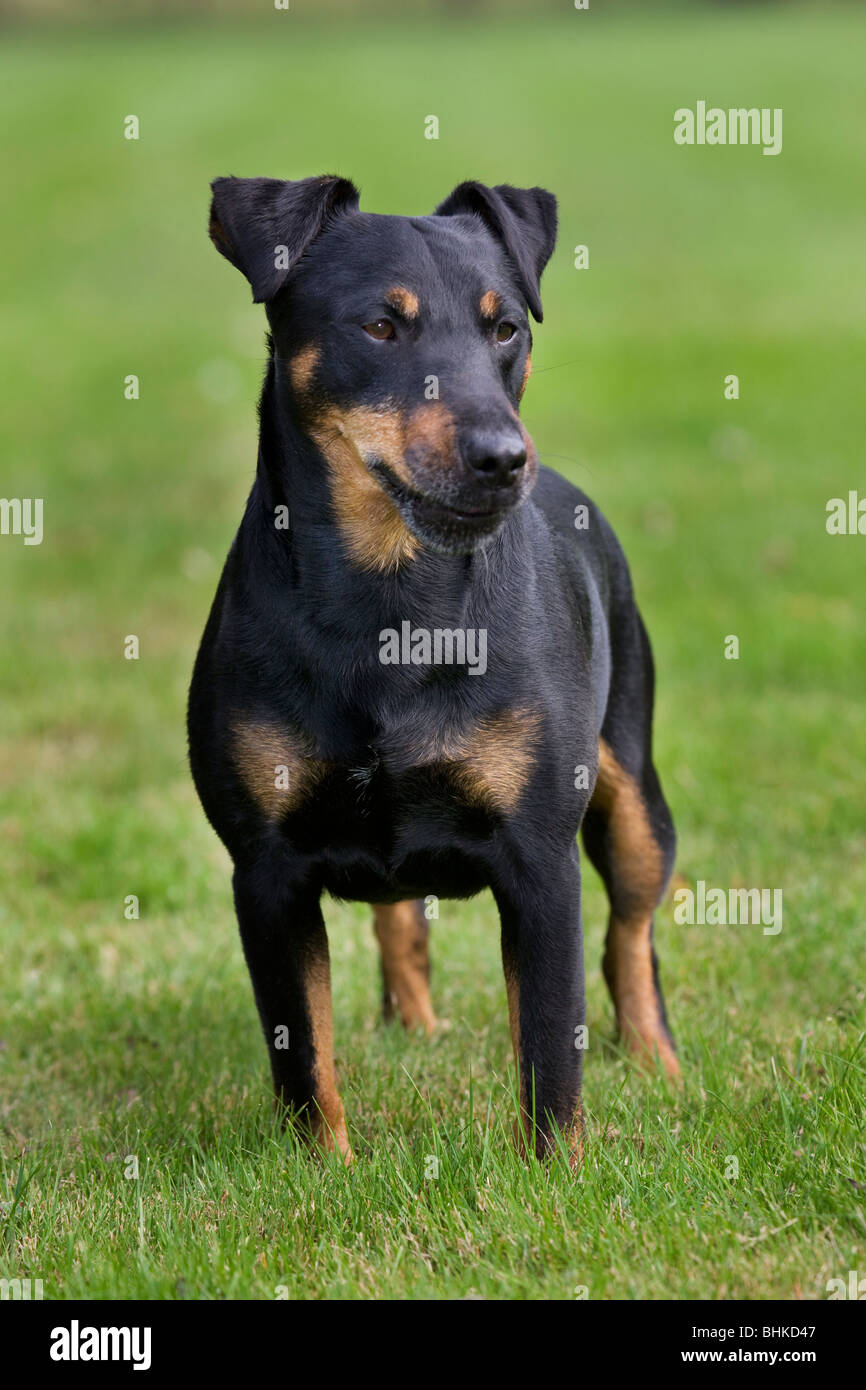 Jagdterrier / German Hunt Terrier (Canis lupus familiaris) in garden Stock Photo