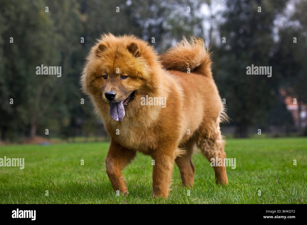 Chow Chow dog (Canis lupus familiaris) in garden Stock Photo