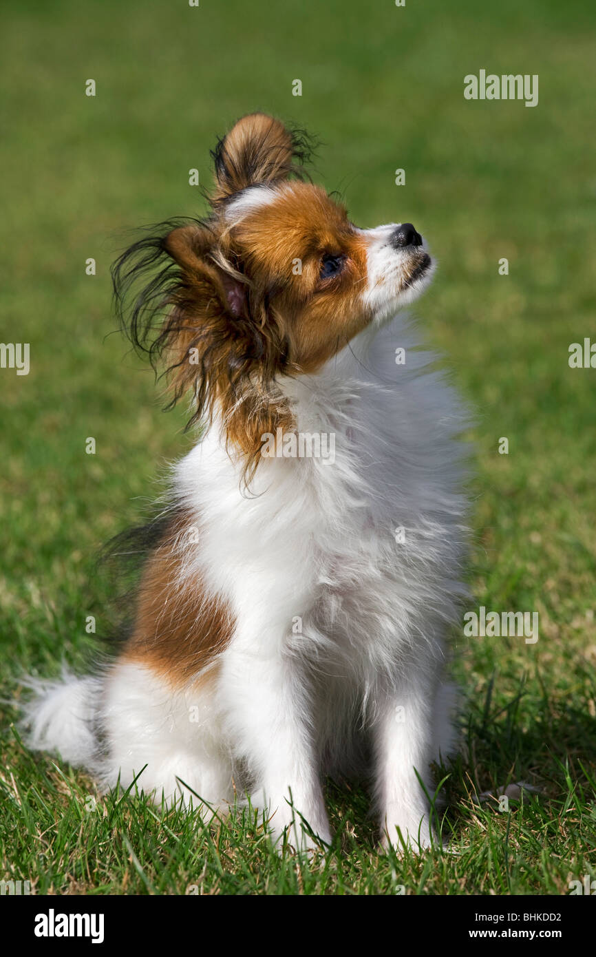 Two cute papillon puppies are standing on a green grass in the summer park.  Pet animals. Purebred dog Stock Photo - Alamy