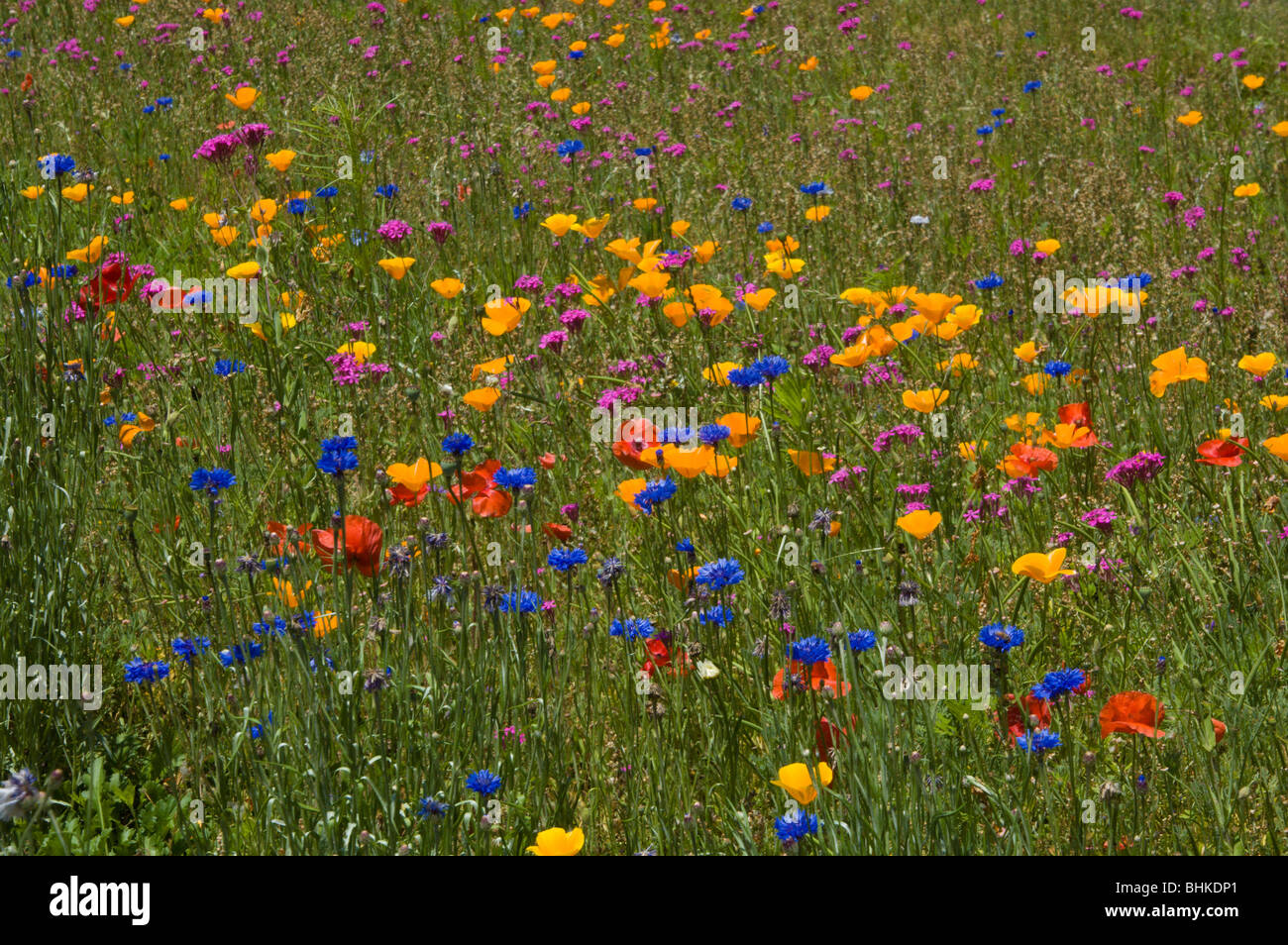 Bachelors Buttons, Poppies, and other wildflowers along a highway in eastern North Carolina Stock Photo