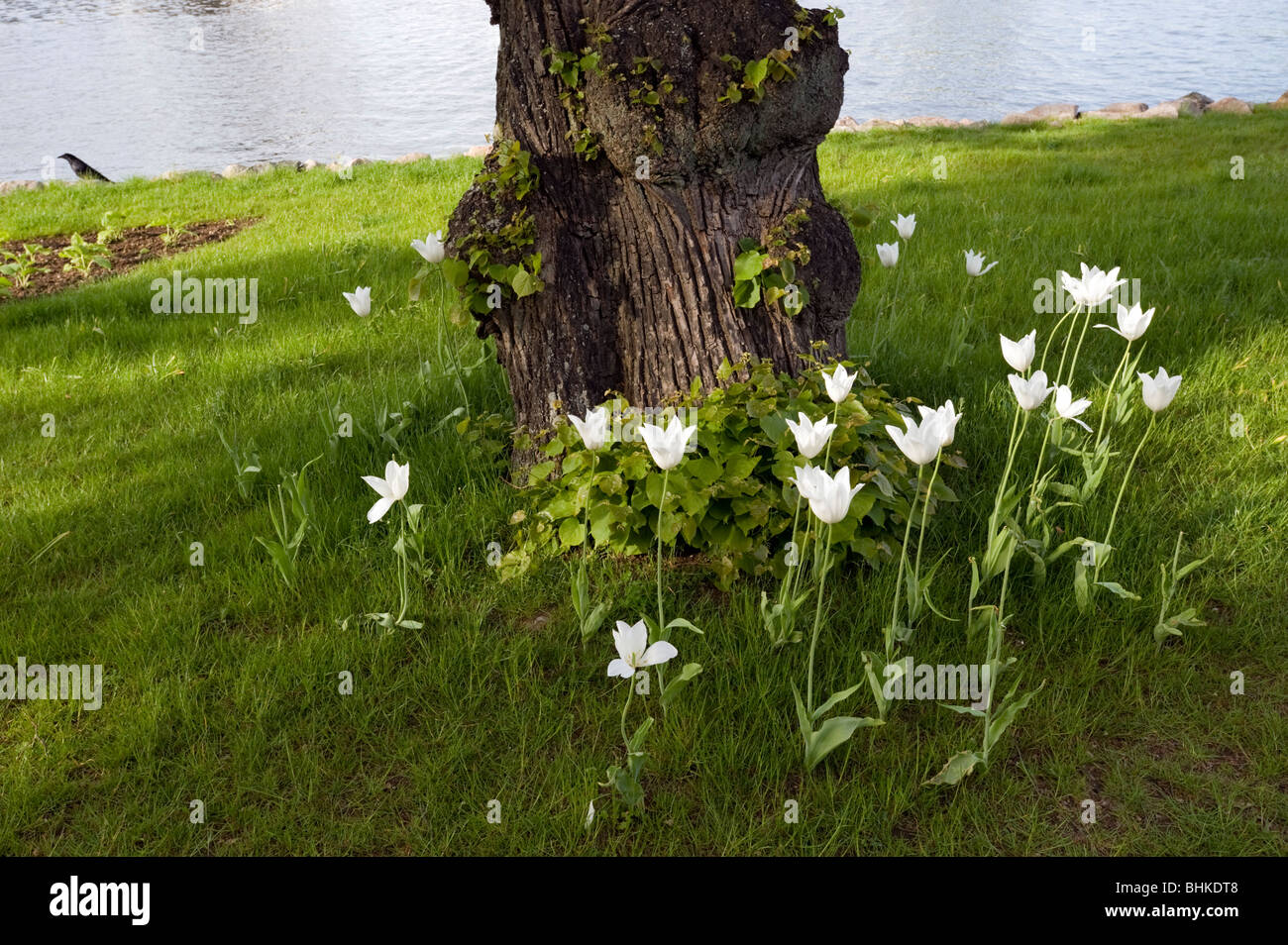 White tulips (Tulipa), Schlossinsel island, Schwerin, Mecklenburg-West Pomerania, Germany, Europe Stock Photo