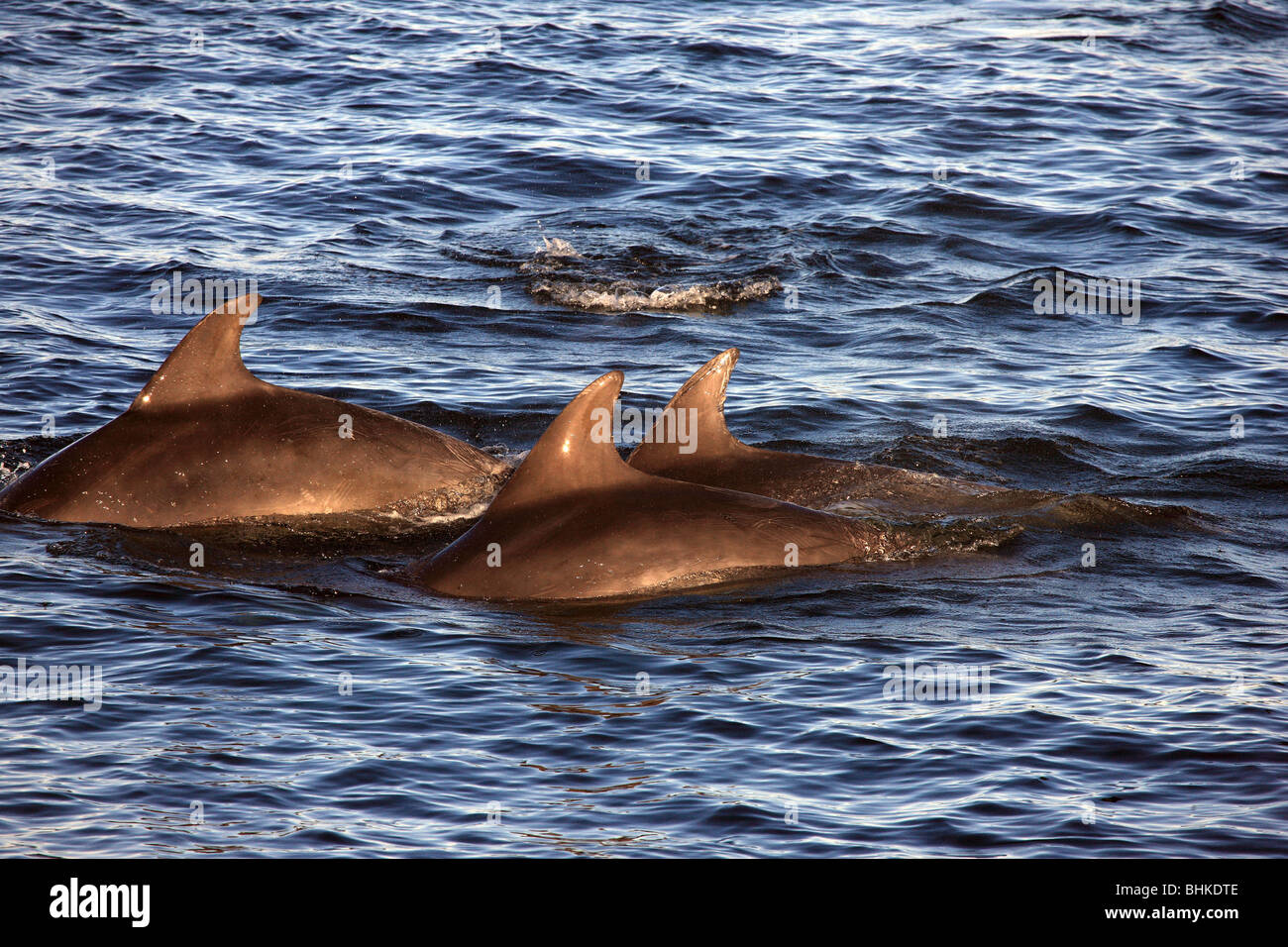 Pod of dolphins off the west coast of Scotland Stock Photo