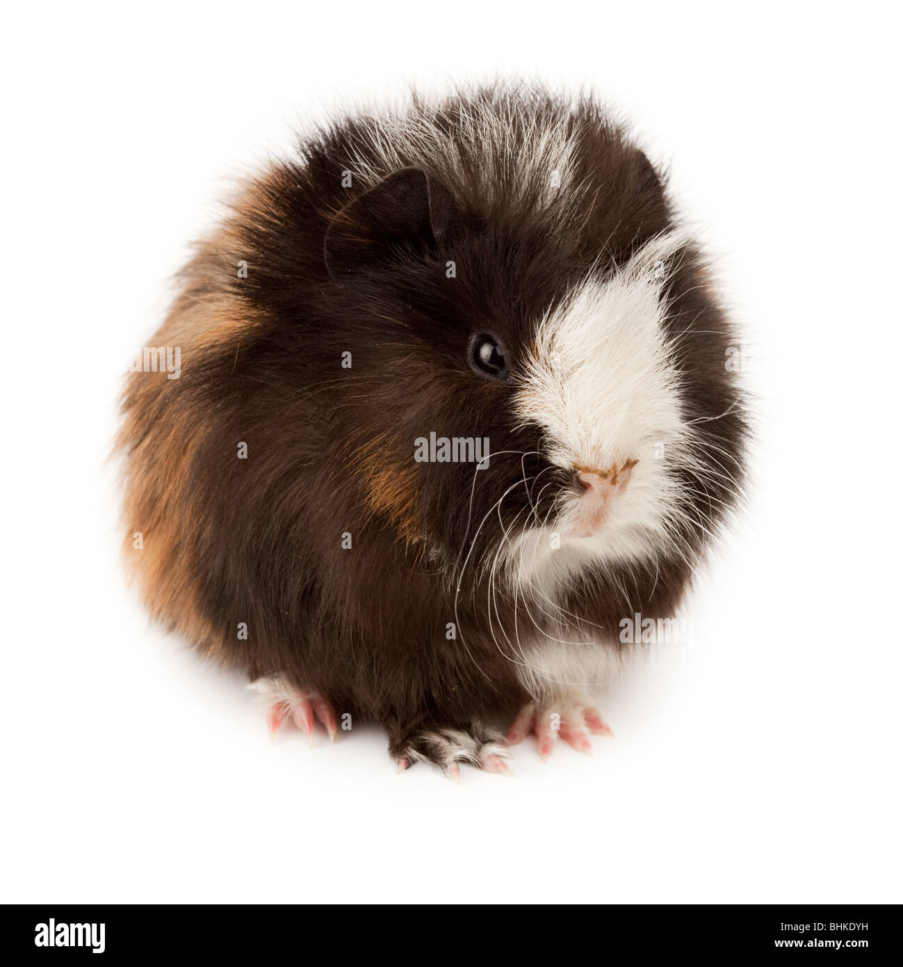 Abyssinian guinea pig (Cavia porcellus) on a white background. It is cut out on a white background Stock Photo