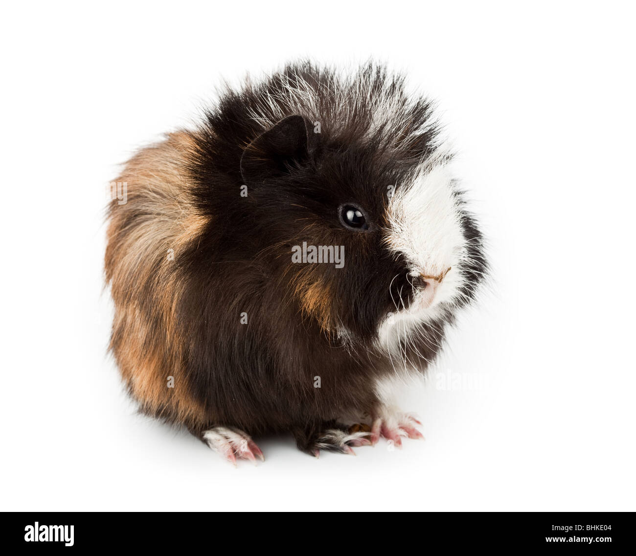 Abyssinian guinea pig (Cavia porcellus) on a white background. It is cut out on a white background Stock Photo