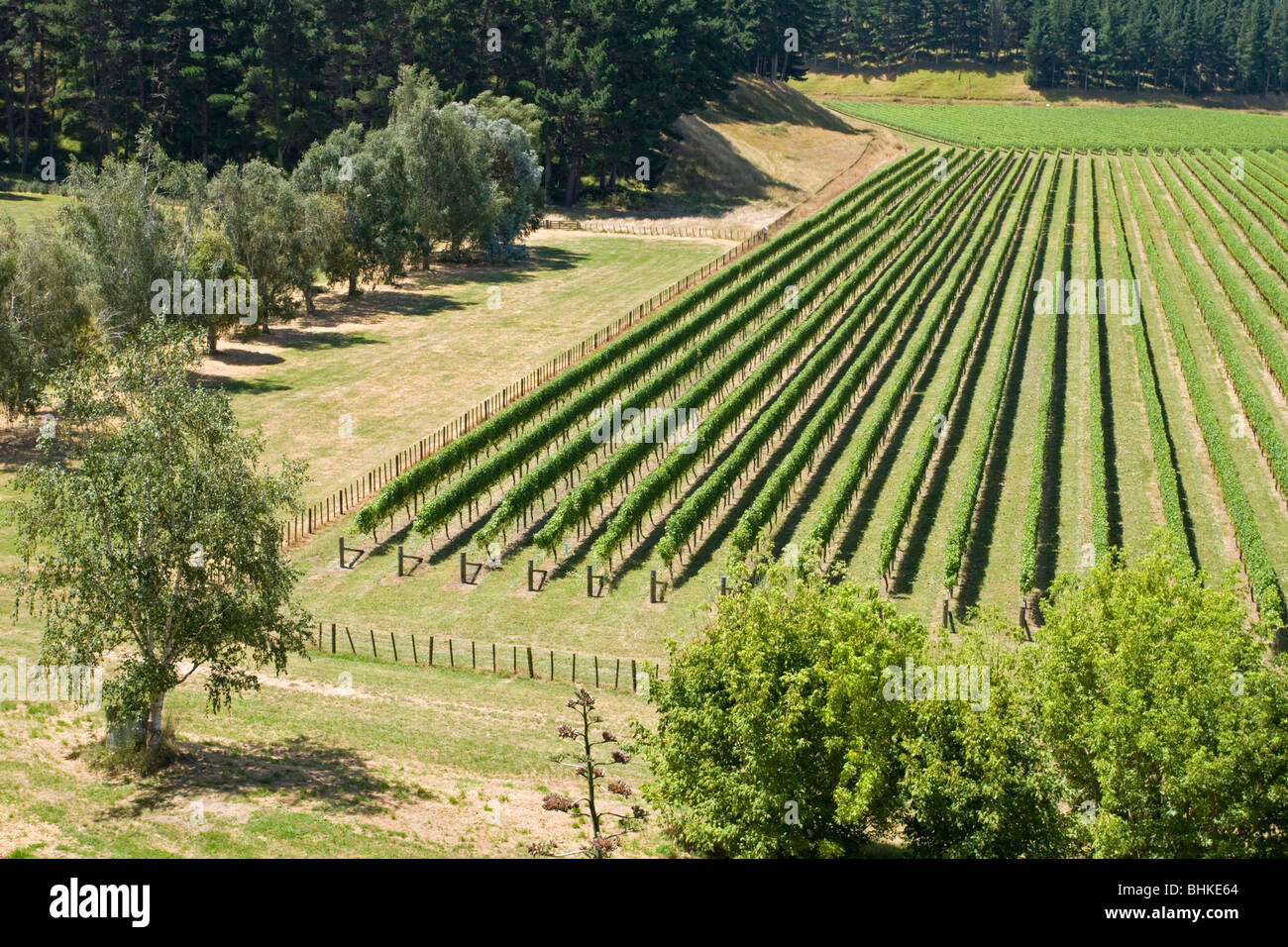 Mission Estate Vineyard, Napier, New Zealand Stock Photo Alamy
