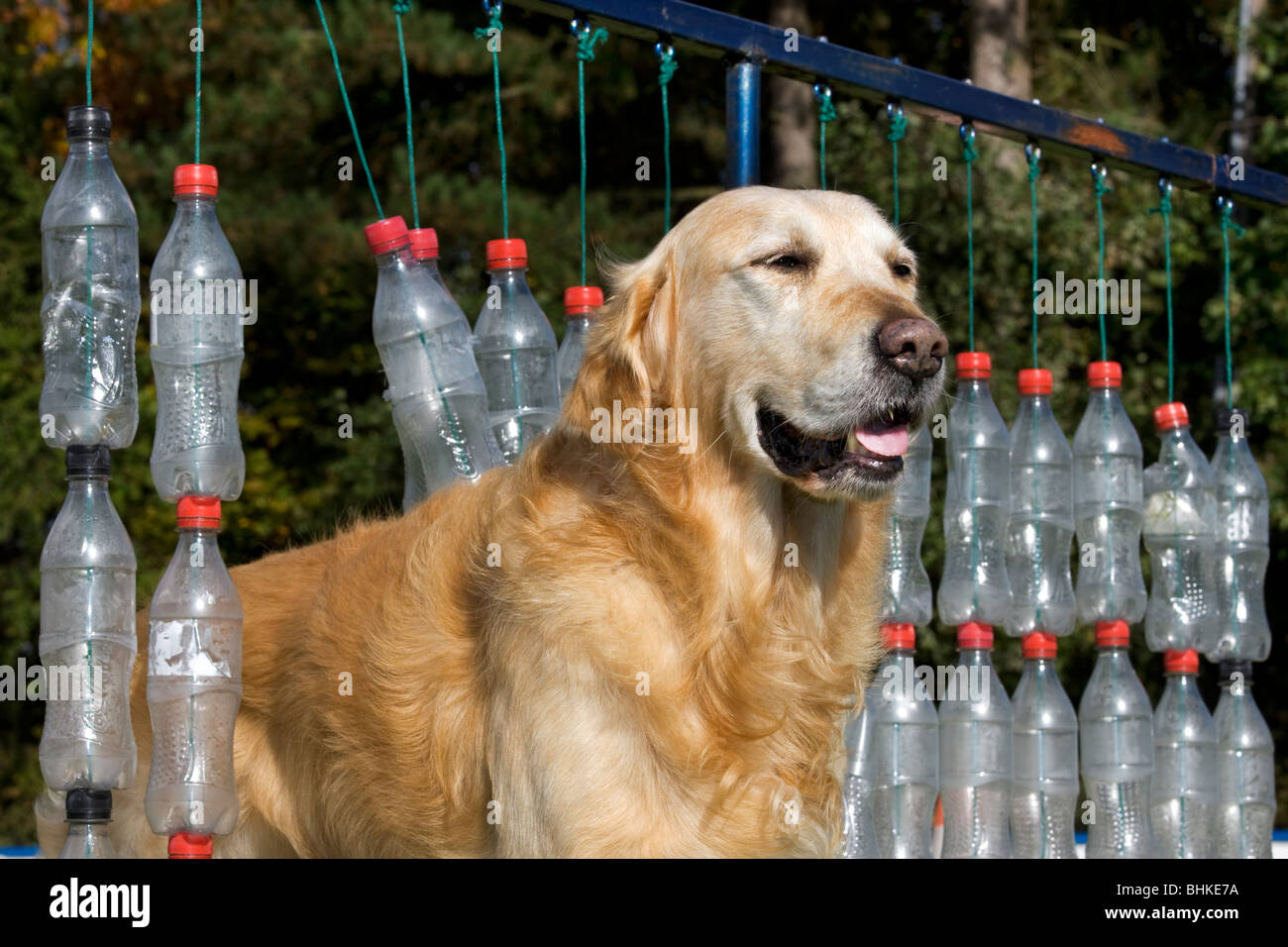 Golden Retriever (Canis lupus familiaris) at obstacle course Stock Photo