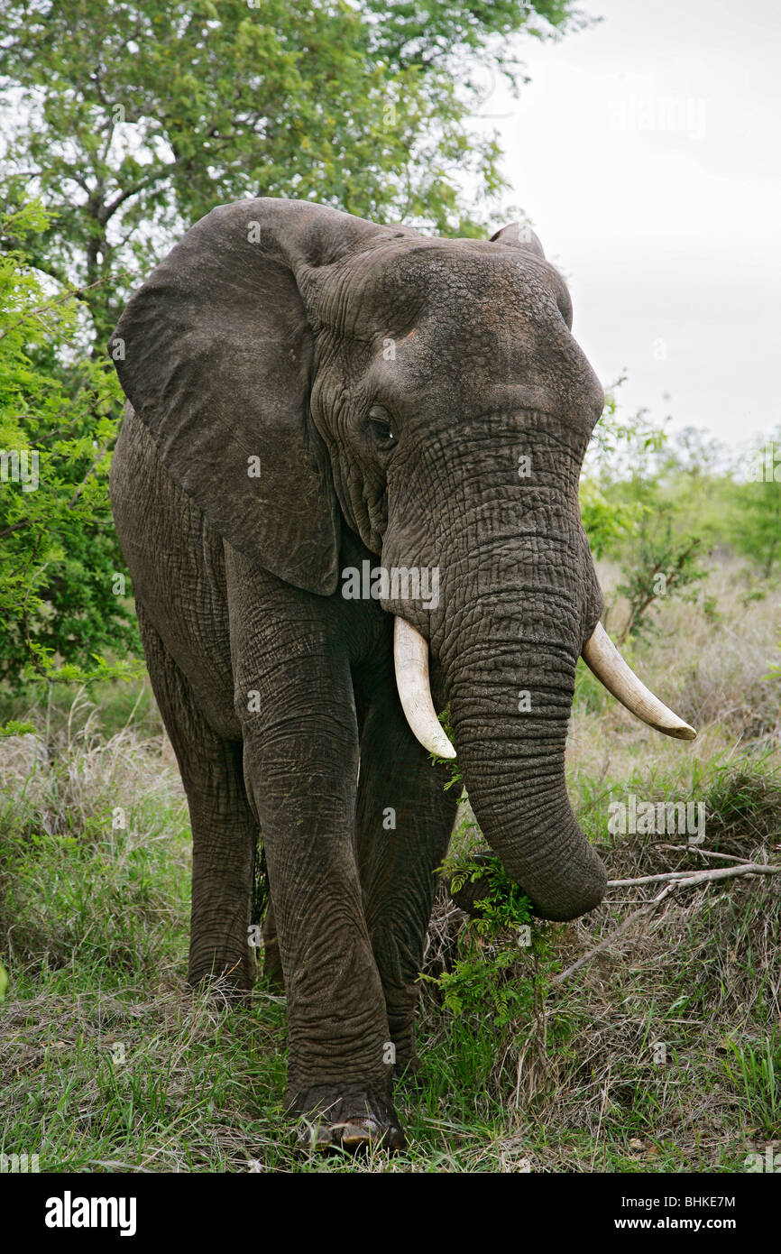 A wild male bull Elephant in the South African Bush or Bulshveld Stock Photo