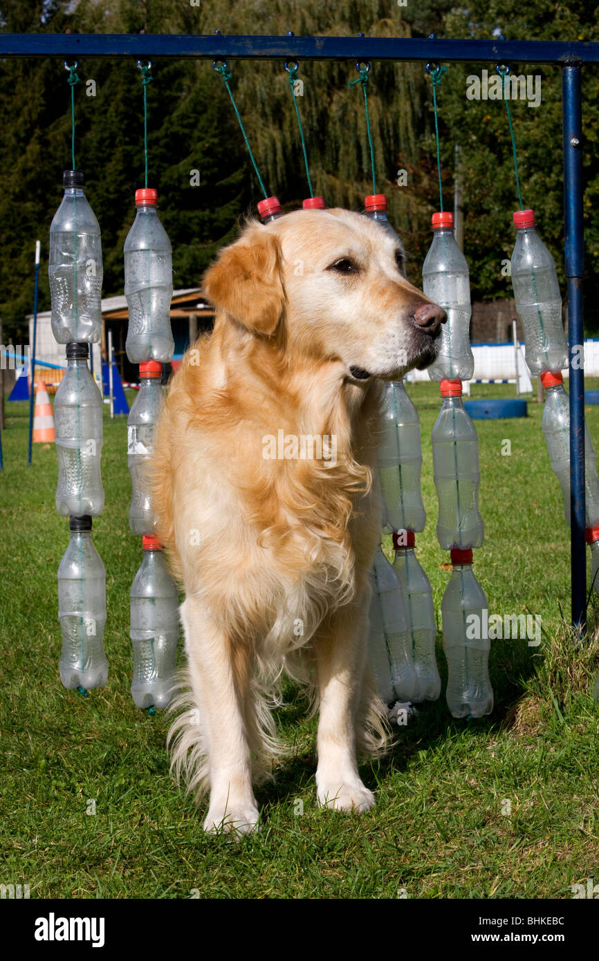 Golden Retriever (Canis lupus familiaris) at obstacle course Stock Photo