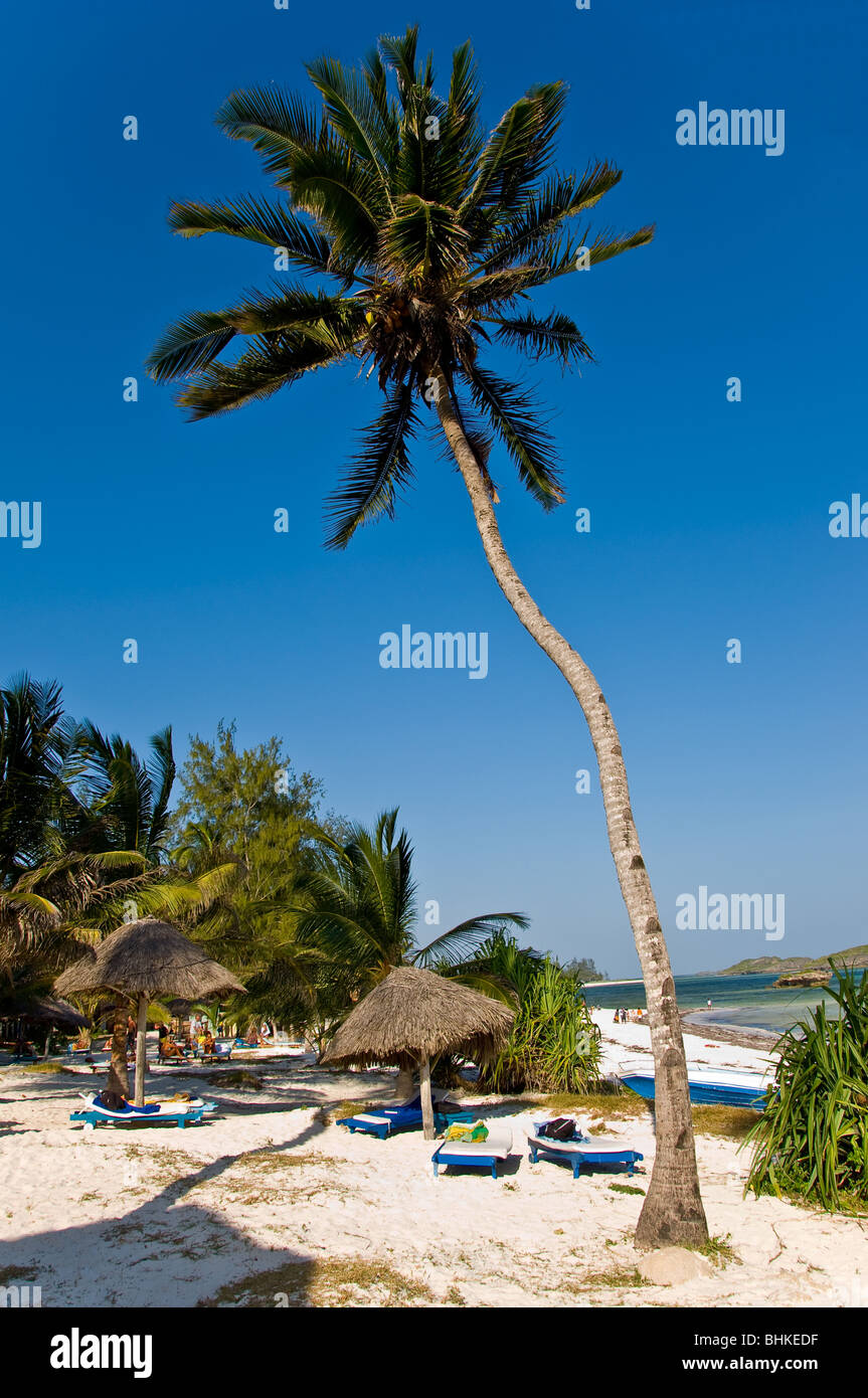 Palm Tree, Watamu, Kenya, Africa Stock Photo Alamy
