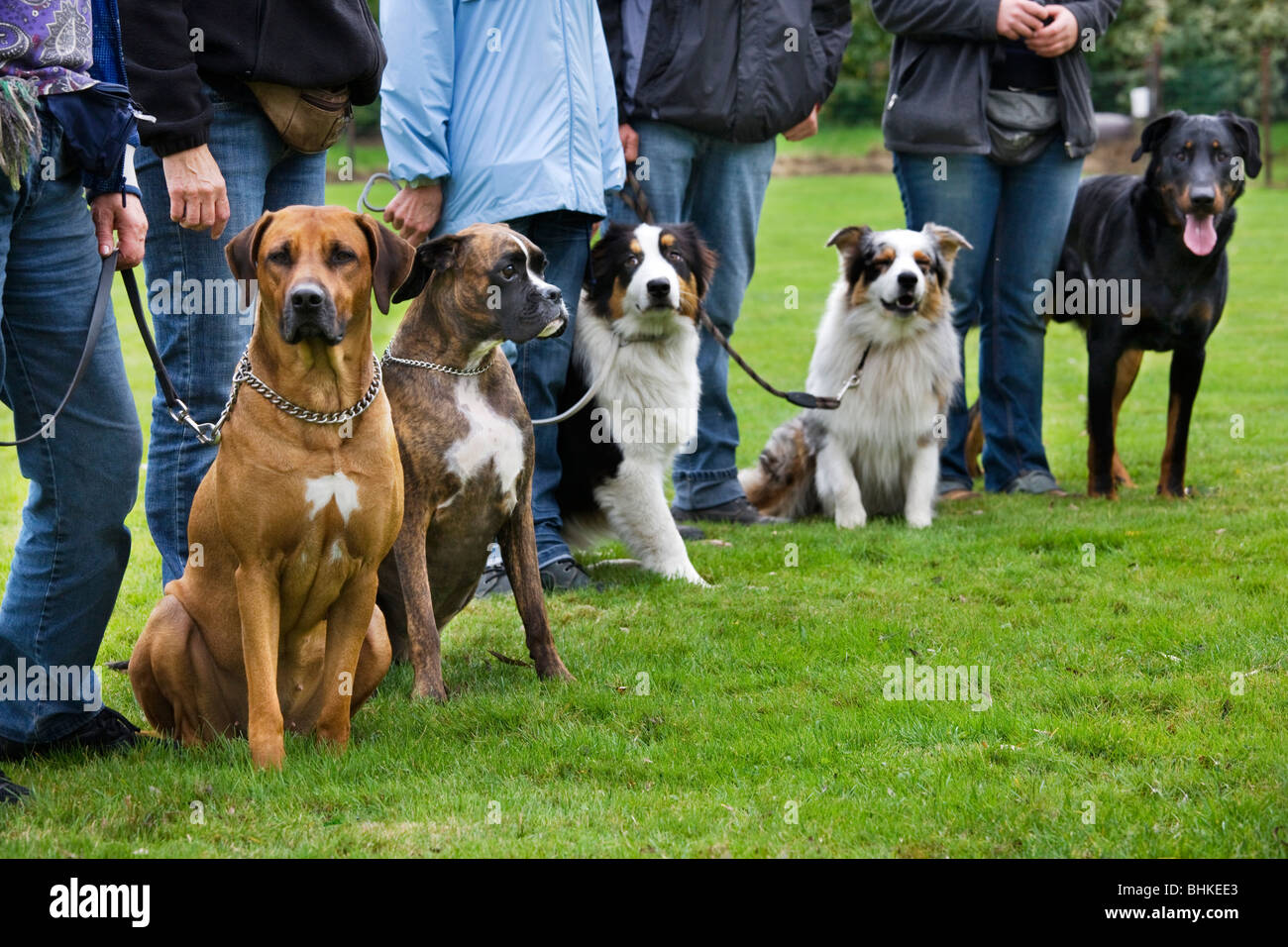 Different breeds of dog (Canis lupus familiaris) at training school, Belgium Stock Photo
