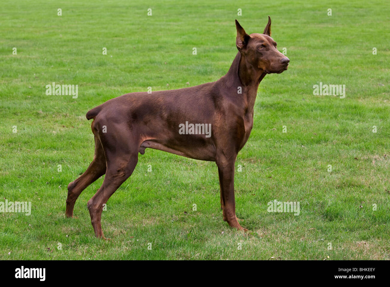 Doberman Pinscher / Pincher / Dobermann (Canis lupus familiaris) in garden Stock Photo