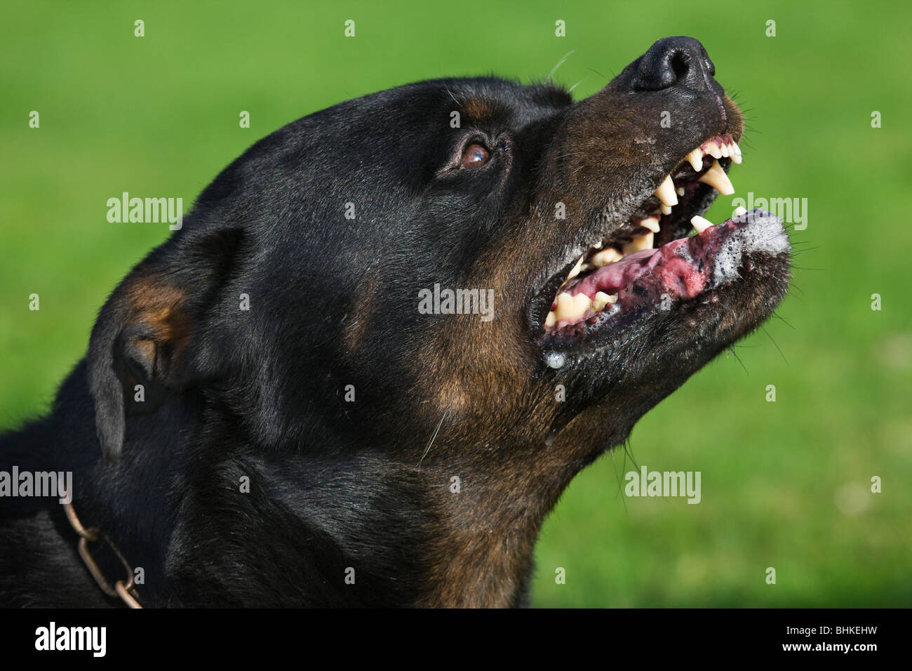 Rottweiler (Canis lupus familiaris) showing teeth in garden Stock Photo