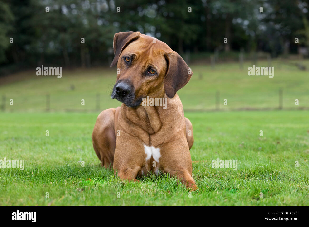 Rhodesian Ridgeback / African Lion Hound (Canis lupus familiaris) lying on lawn in garden Stock