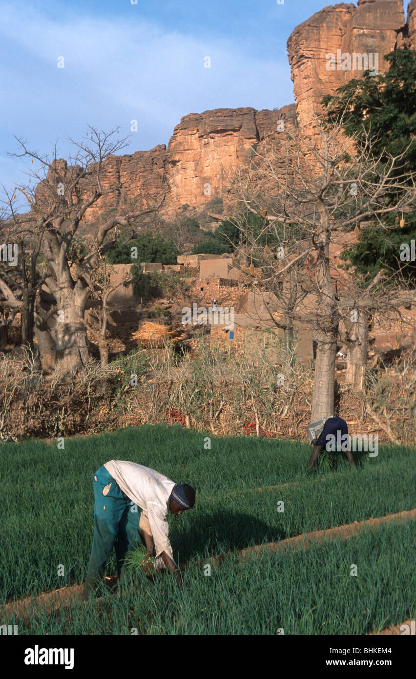 Farmers harvesting onions in hi-res stock photography and images - Alamy