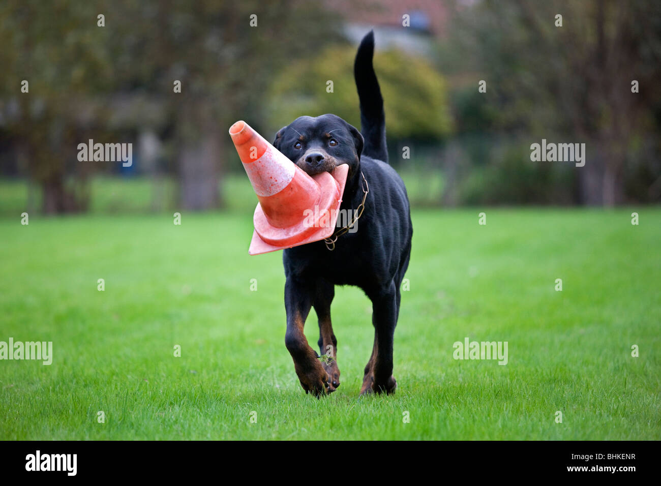 Rottweiler (Canis lupus familiaris) running with traffic cone in mouth Stock Photo